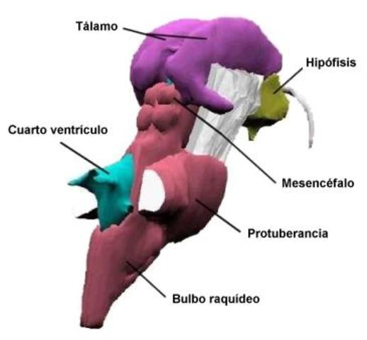 formacion reticular