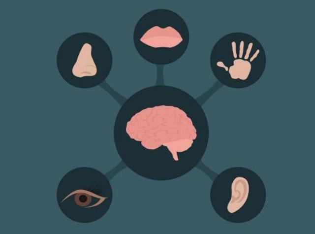 desarrollo de los sentidos