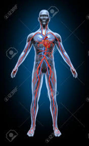 Circulació de la sang