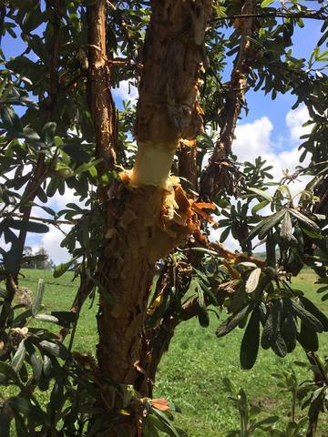 elaboración de un acodo aéreo.