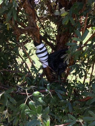 como quedo el acodo aéreo.