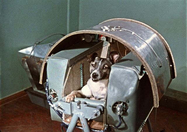 El primer ser vivo en el espacio, la perra Laika