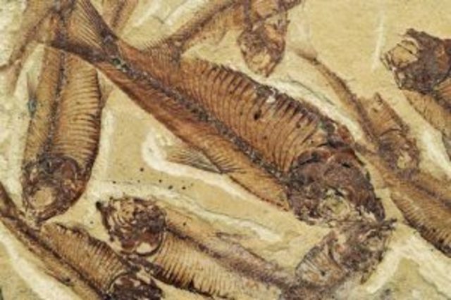 Els animals es cuirassen