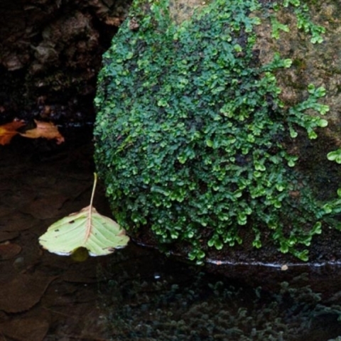 Plantes que podien viure fora de l’aigua