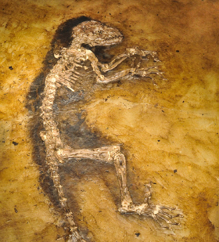 DARWINIUS Y LA EVOLUCION