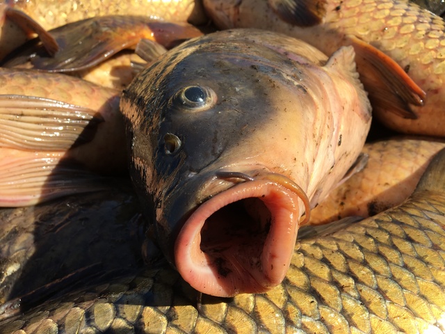 Carp Management in Six Mile Creek - Halsted Bay Subwatershed Begins