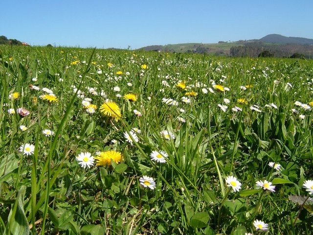 Les paraderes i les flors