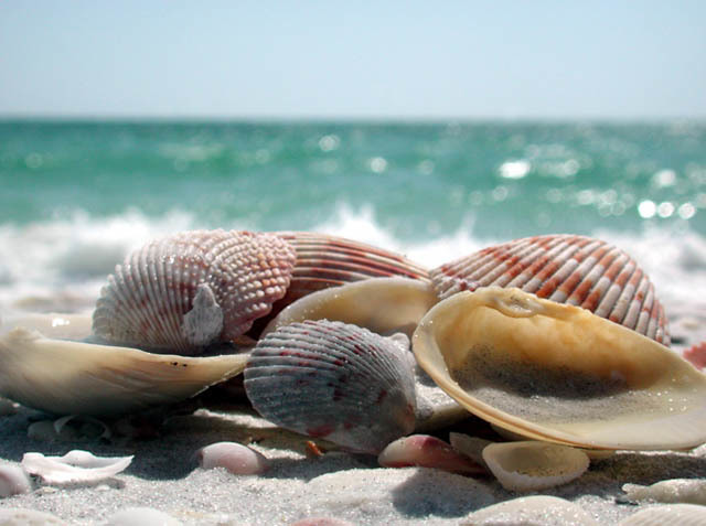 Els animals s'acorozonen