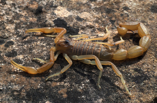 Plantes e insectes terrestres