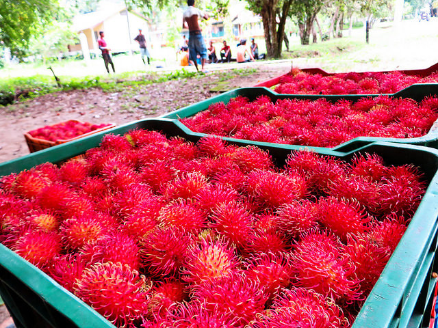 asociación de mujeres para la elaboración de jaleas