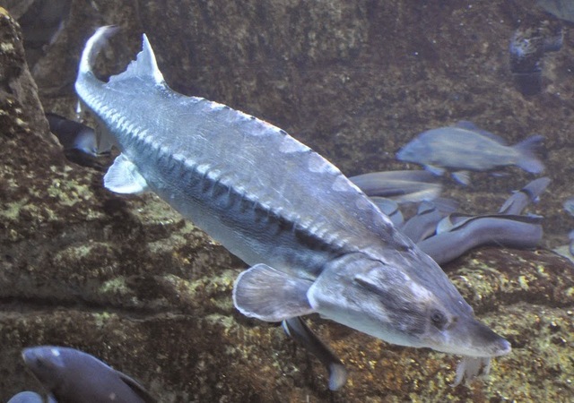 Esturión. Nombre Científico: europeo Acipenser sturio.