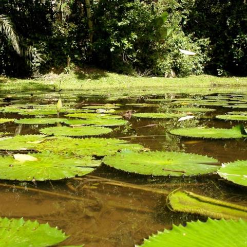 que nos ofrece Lancetilla