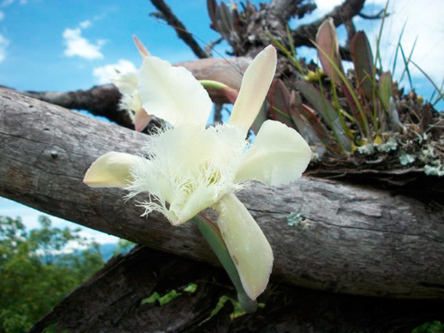 Se encuentra la orquídea flor nacional de honduras