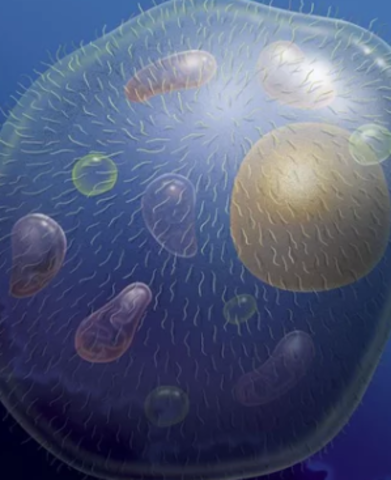 multicellular organisms