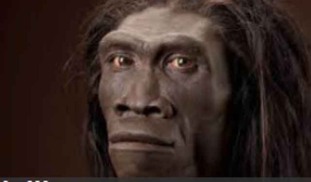 homo erectus