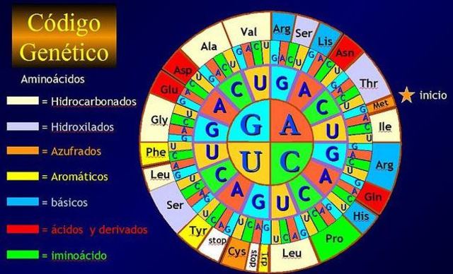 12 Descifrando el código genético