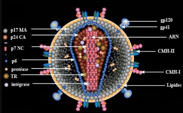 Retrovirus VIH