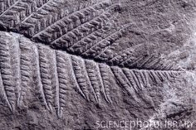 ELS ANIMALS ES CUIRASSEN