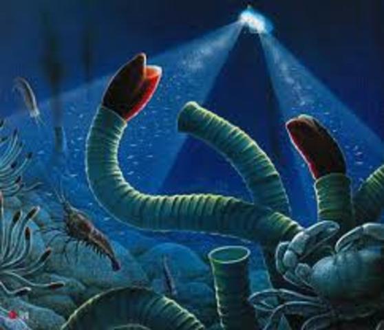 FORMACIÓ BACTÈRIES UNICEL·LULARS SUBMARINES