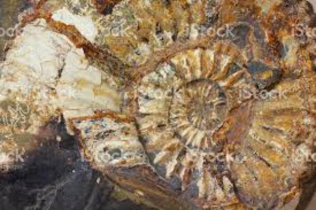 Hecho cronológico: Primer fósil