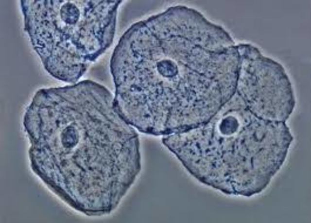 Hecho cronológico: La célula eucariota