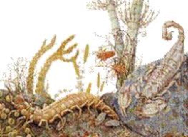 Hecho cronológico: Plantas e insectos terrestres