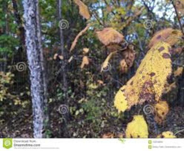 Hecho cronológico: El primer bosque