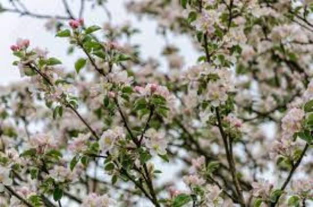 Hecho cronológico: Nace la Primavera