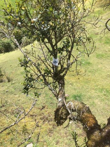 como quedo el acodo aéreo.