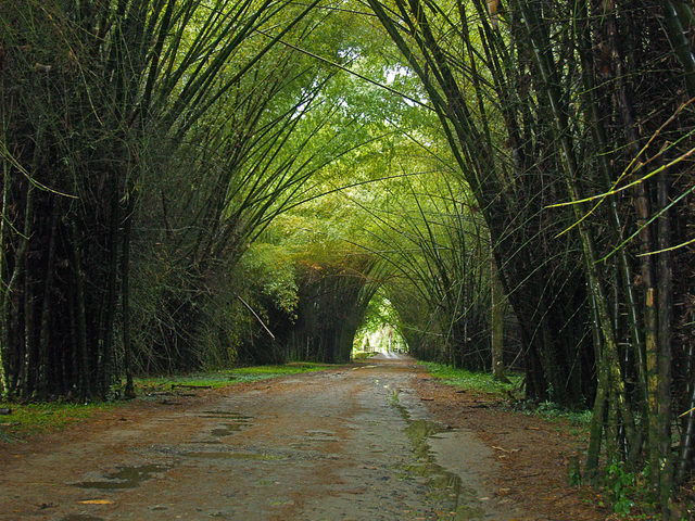 Jardín Parque Botánico Lancetilla.
