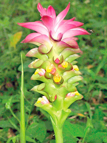 Flora of the Lancetilla Valley, Honduras