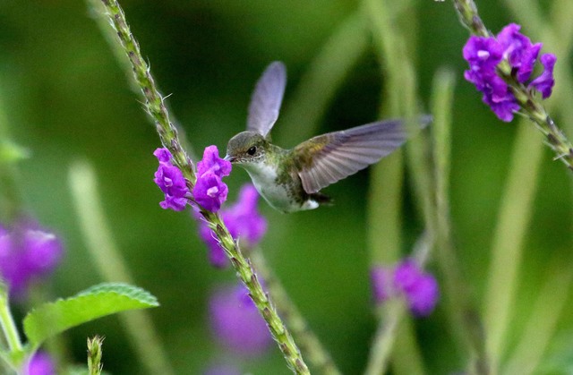 W.D. Hottle, W.N. Binghman y F.M. Salvoza