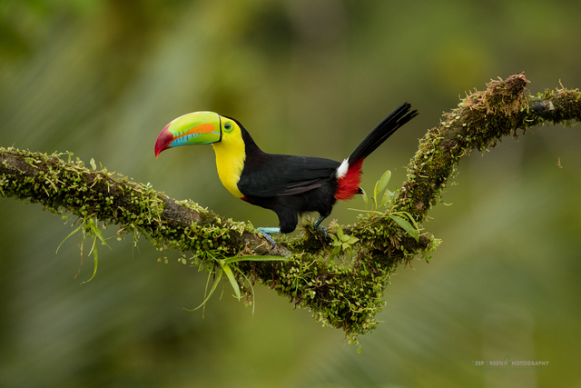 Ramphastos sulfuratus