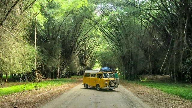 Fundacion Lancetilla