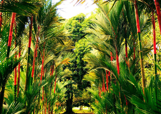 Historia de Lancetilla