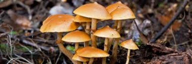 Primers fongs i metazous