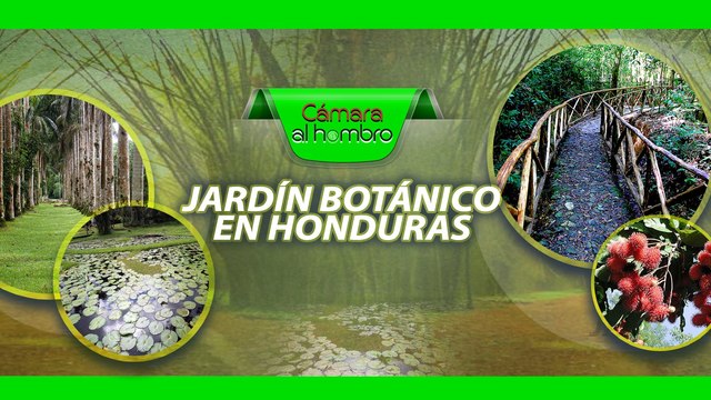 Como lancetilla destaco en sus primeros años