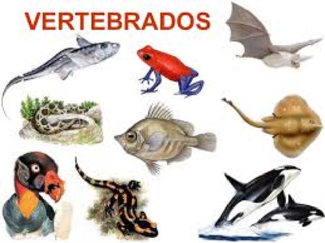 Primers vertebrats