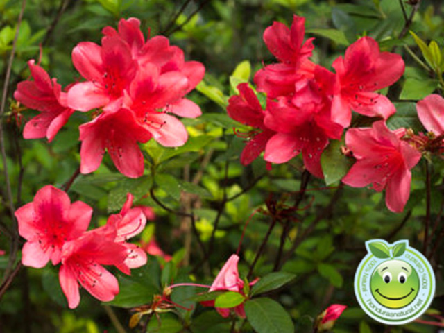 Cuantas plantas venenosas hay en el jardín