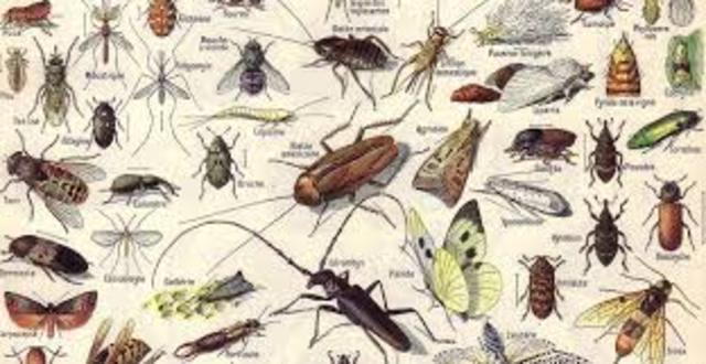 Primers insectes terrestres