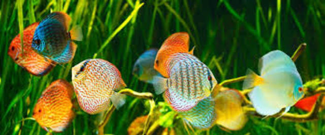 Aparició peixos d´aigua dolça