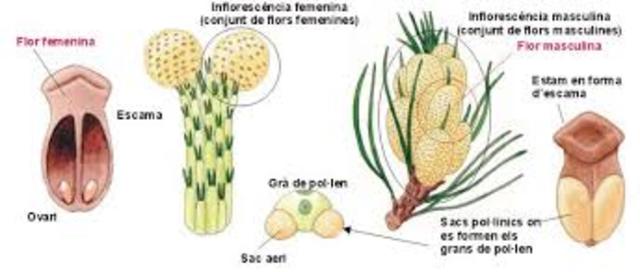 Primers gimnosfermes