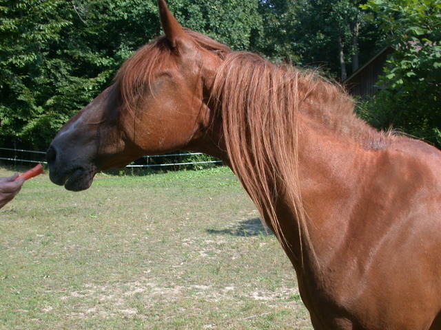 Missouri Traveler's "Hobo"