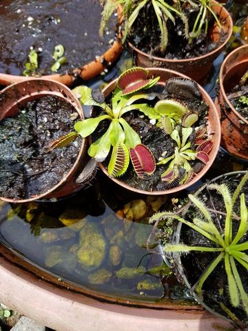 Variedad de plantas en Lancetilla