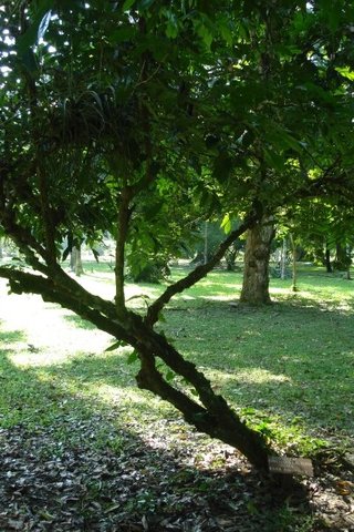 La plantacion del arbol de la  Quina