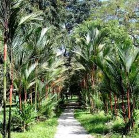Creación del Parque Botánico Lancetilla