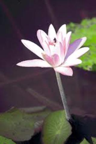 Investigación de la flora