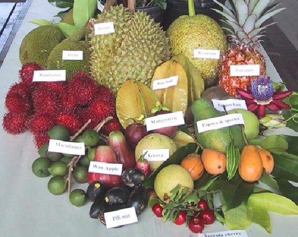 Diferentes Tipo de frutas