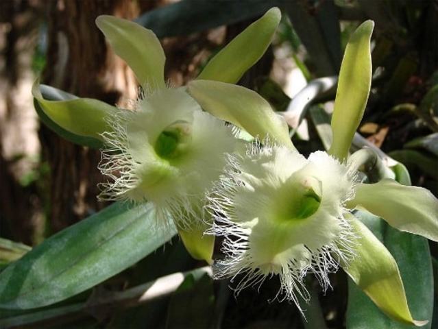 Se encuentra la orquídea flor nacional de honduras