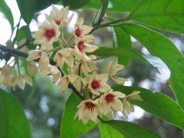 Cuantas zonas se divide el jardín botánico